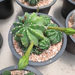 cactus in a pot