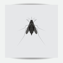 a fat mosquito with white lines on its body on a white background