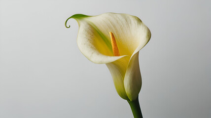Obraz premium Calla Lily flower on white background