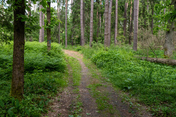 Path in Bialowieza Fores in Poland