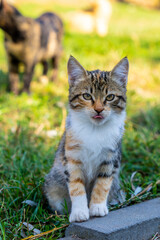 Striped cat with white chest, young.