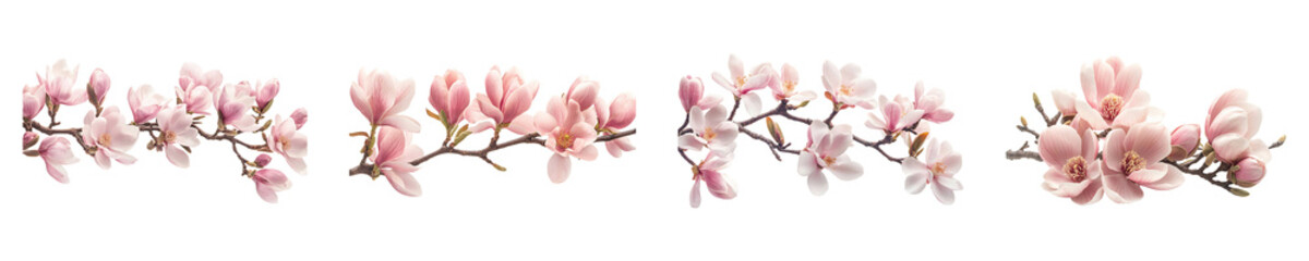 Set, collection of Magnolia branch with delicate pink blooms isolated on transparent background.