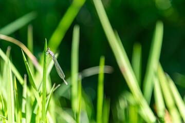 Dragonfly delicately resting on one of the cattail leaves. Its wings shimmer in the light, contrasting with the deep green of the plants. The scene radiates calm and the harmony of nature.