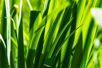A vivid green background formed by the bold, sharply defined leaves of reedmace growing by a pond, their strong lines and textures creating a striking natural pattern.