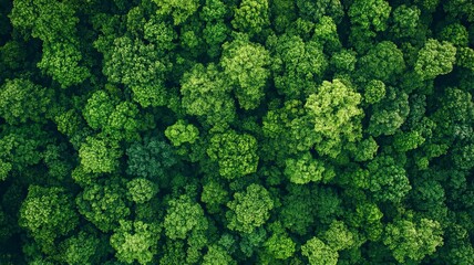 Fototapeta premium Aerial view of nature green forest and tree. Forest ecosystem and health concept and background, generative ai