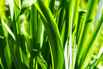 A vivid green background formed by the bold, sharply defined leaves of reedmace growing by a pond, their strong lines and textures creating a striking natural pattern.