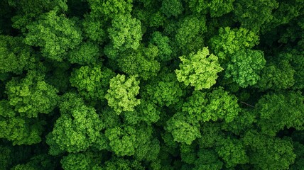 Naklejka premium Aerial view of nature green forest and tree. Forest ecosystem and health concept and background, generative ai