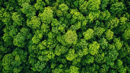 Fototapeta premium Aerial view of nature green forest and tree. Forest ecosystem and health concept and background, generative ai