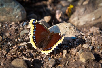 Beautiful butterflies in the flower garden