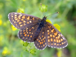 Beautiful butterflies in the flower garden