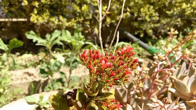 Succulent, Graptoveria or Graptosedum plant