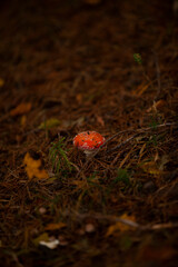 fly mushroom in the grass