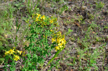 a yellow St. John's wort is growing in the grass and has yellow flowers