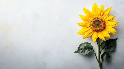 Top view of a sunflower with a clean background, creating ample space on one side for adding copy or promotional content.