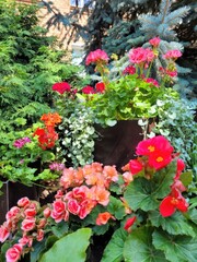 red and white flowers
