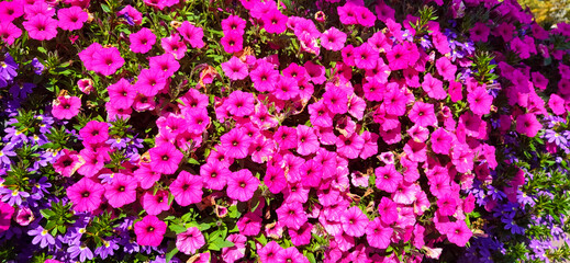 Close-up pink petunia flowers