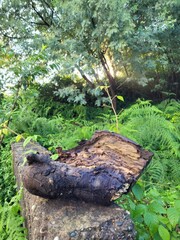 wooden stump in the garden