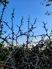 thorny branches, no leaves