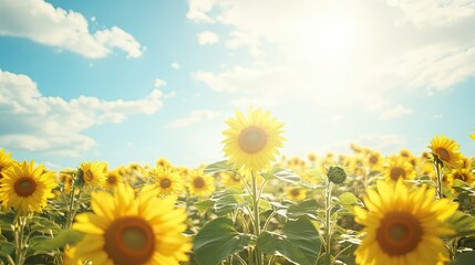 Obraz premium Wide view of a sunflower field in full bloom with a bright sky above, offering ample blank space on the left for text or branding.