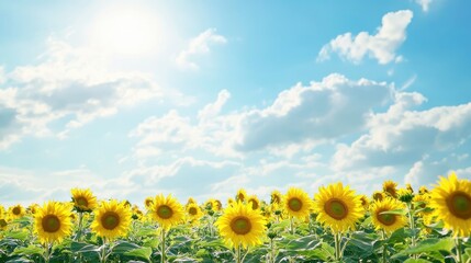 Obraz premium Wide view of a sunflower field in full bloom with a bright sky above, offering ample blank space on the left for text or branding.