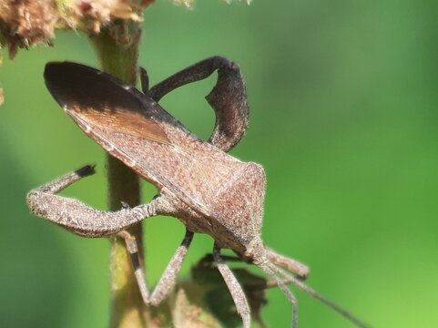 The Florida leaffoot aphid is a species of insect. The genus name Acanthocephala means "spiny head