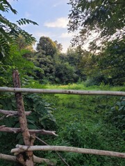 Fototapeta premium river in the forest