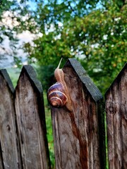 snail on a wooden fence