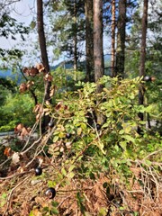 pine forest in autumn