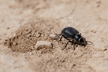 Black beetle on dry grass