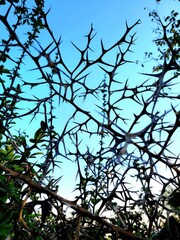 thorny branches, no leaves