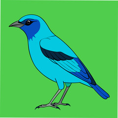 A beautiful vector artwork of the Blue Dacnis bird, perfect for bird watchers, nature lovers, and designers seeking vivid, tropical-themed digital art.