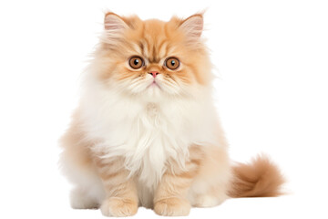 Persian cat on white background displaying a dignified, playful, or affectionate demeanor