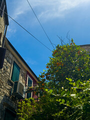 orange tree near the house