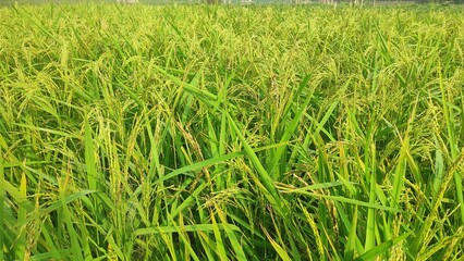 Obraz premium Path in the rice fields
