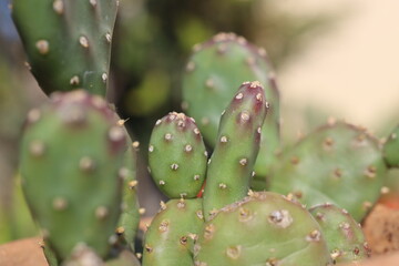 kaktus opuncja Opuntia polyacantha f. inermis mrozoodporna jadalna