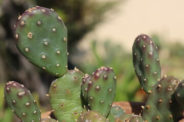 kaktus opuncja Opuntia polyacantha f. inermis mrozoodporna jadalna