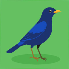 A vibrant vector artwork of the Blue Whistling Thrush bird, perfect for nature enthusiasts, bird watchers, and graphic designers seeking detailed and colorful wildlife-themed digital art.