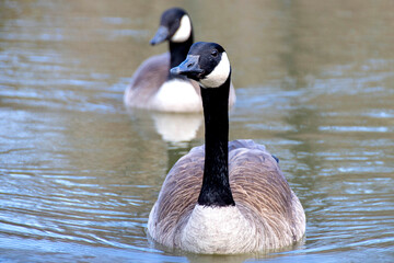 Canadian geese, Branta canadensis on the lake. Wild geese swim in the Park,Close-up of a Canada goose Branta canadensis, foraging in a green meadow