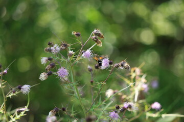 Burnt-spot hummingbird hawkmoth sitting on thistle flower in summer meadow.