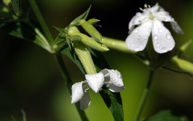 Saponaria or Soapwort plant flower