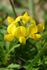 Obraz premium Flowers of the Ladvenets tenuis during flowering