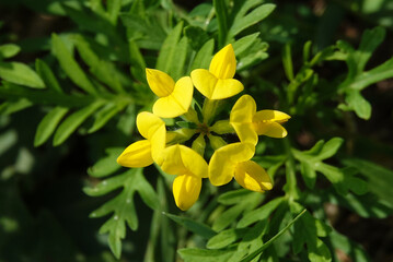 Flowers of the Ladvenets tenuis during flowering