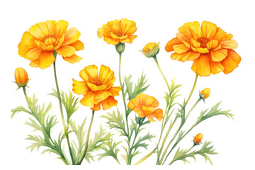 Marigold flowers painted with watercolors Showing the delicate petals