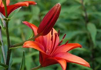 Fototapeta premium Lily Red Highland Lily Asiatic - Flower of the Plant