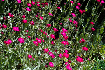 Fototapeta premium Flowers Lychnis Coronatum
