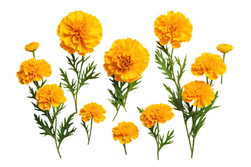Marigold flowers painted with watercolors Showing the delicate petals