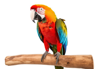 Fototapeta premium Macaw parrot perched on a wooden perch on a white background. Showing brightly colored feathers