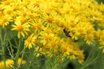 Bee on yellow ragwort flowers