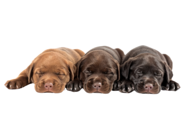 Labrador Retriever puppies are sleeping sweetly. on a white background