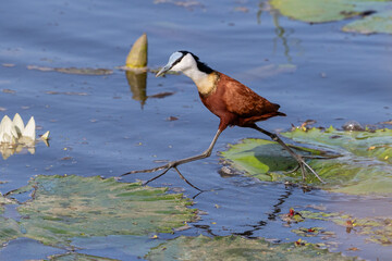 African jacana leaping from one water lilly leaf to another with its long toes